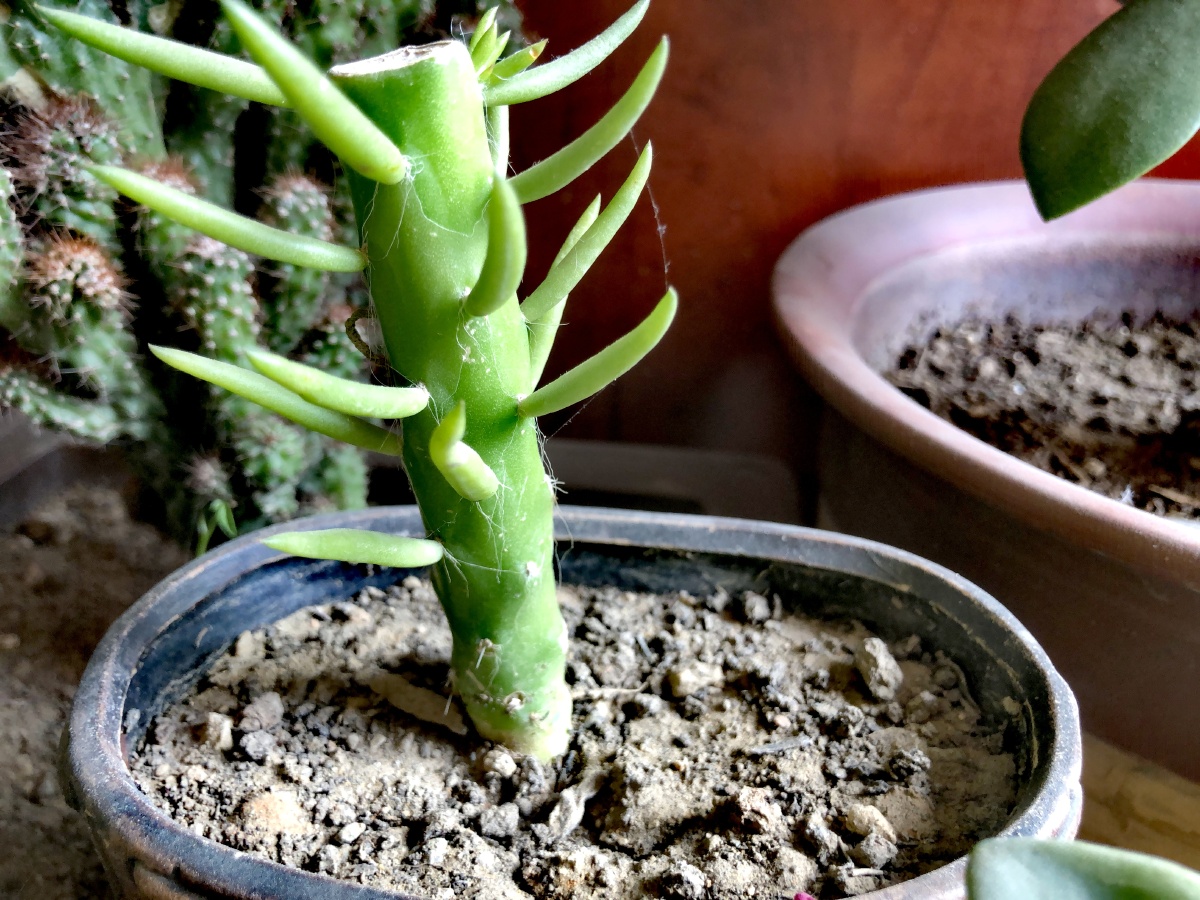 将军棒仙人掌科圆筒仙人掌属