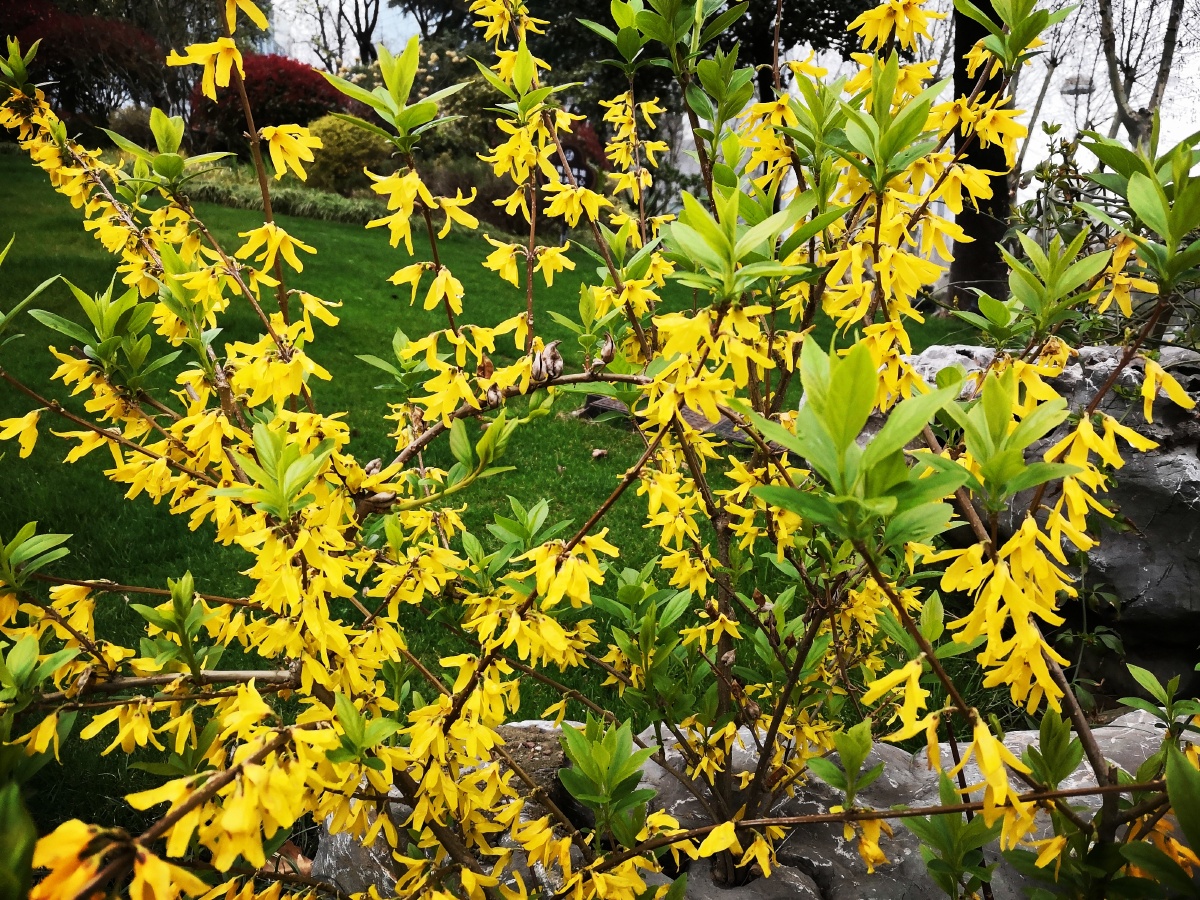 连翘捩花目木犀科植物