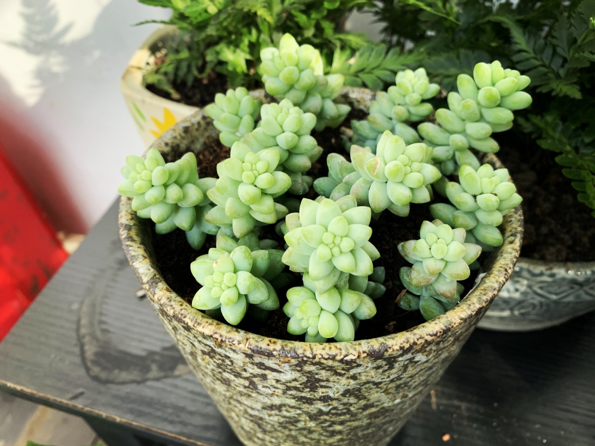 新玉缀是景天科景天属的多年生植物