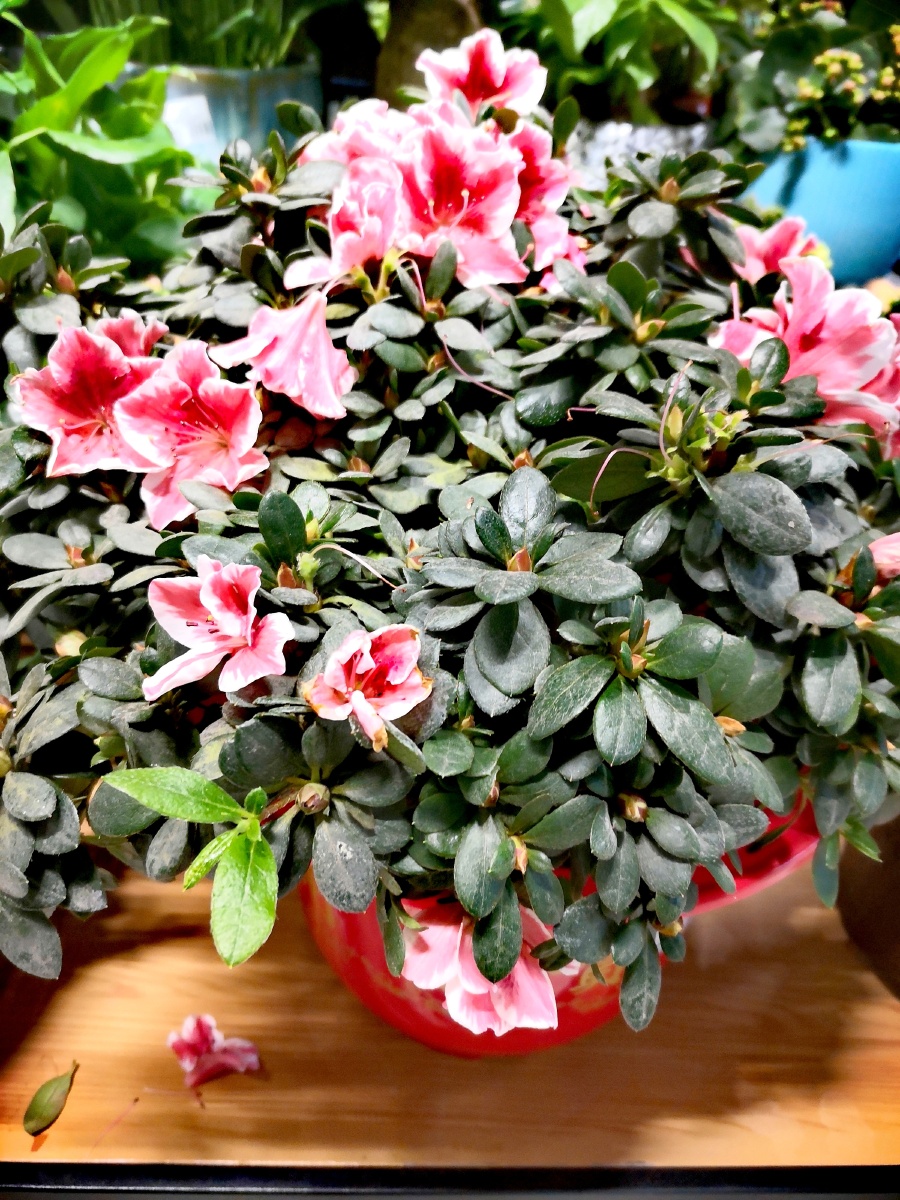 杜鹃花盆栽