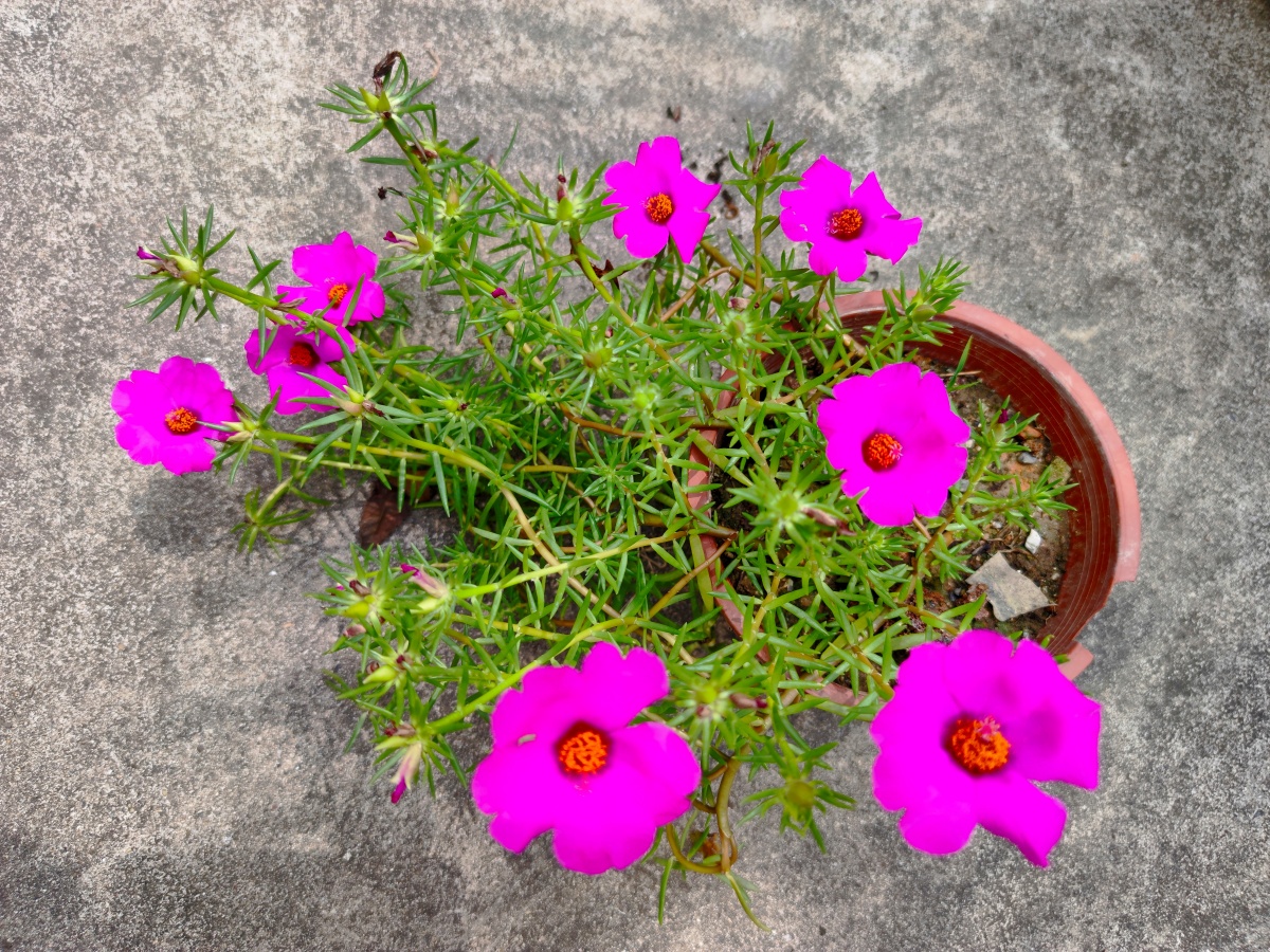 1/114静物美学大花马齿苋马齿苋盆栽花花朵红花#紫罗兰绽放金丝杜鹃