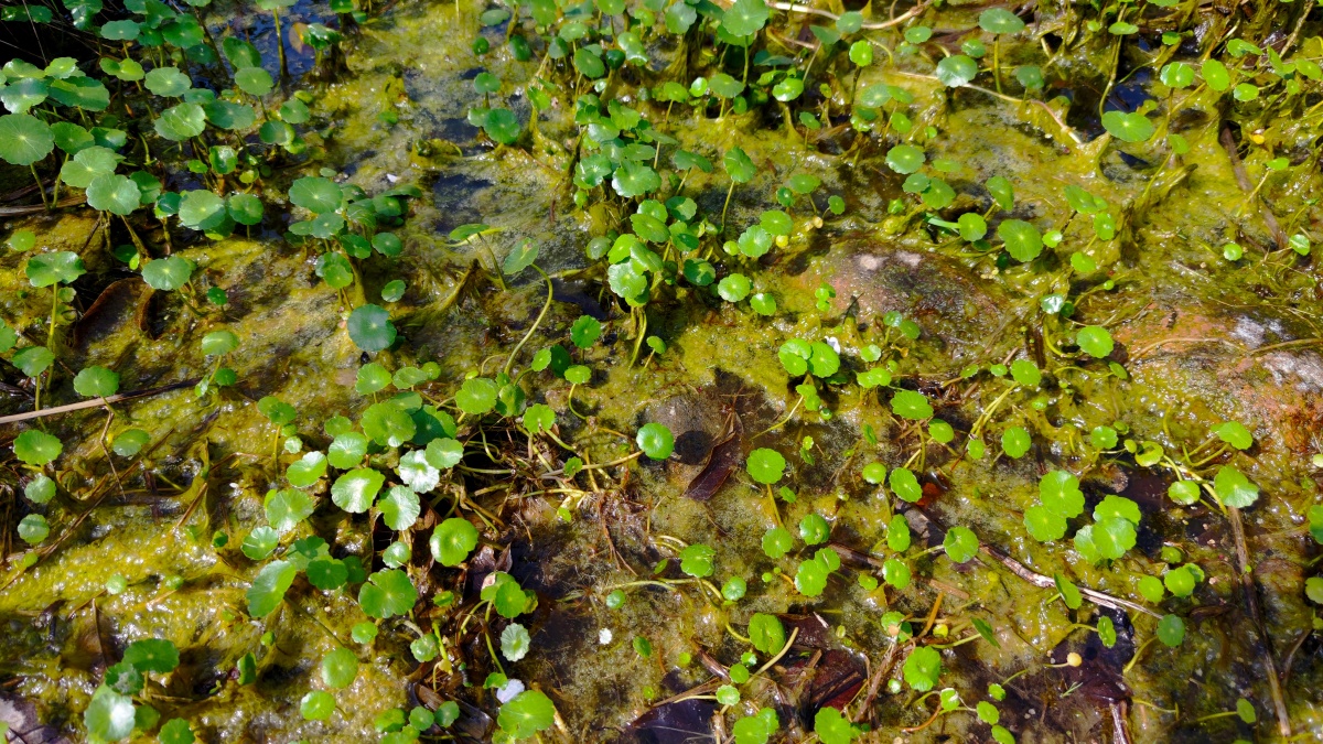 中华天胡荽,原名铜钱草,多年生匍匐草本. - 独角兽艺术 - 图虫