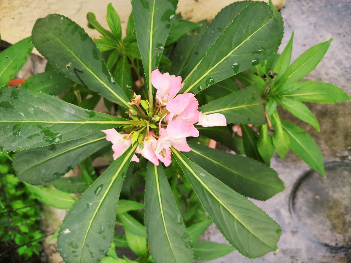 凤仙花无患子目凤仙花科植物