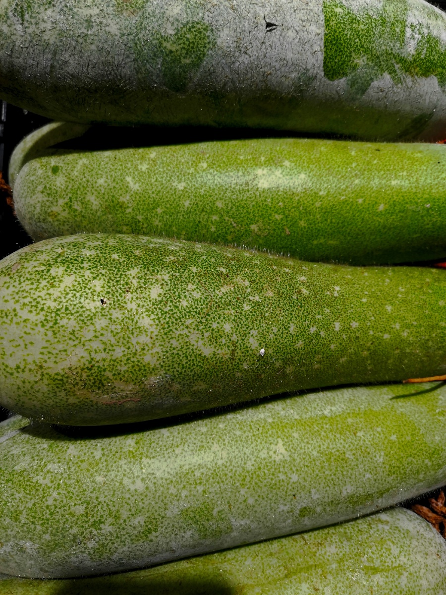 毛冬瓜 - 独角兽艺术 - 图虫