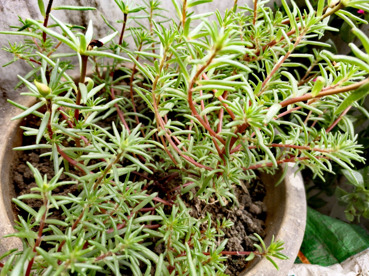 大花马齿苋一年生草本