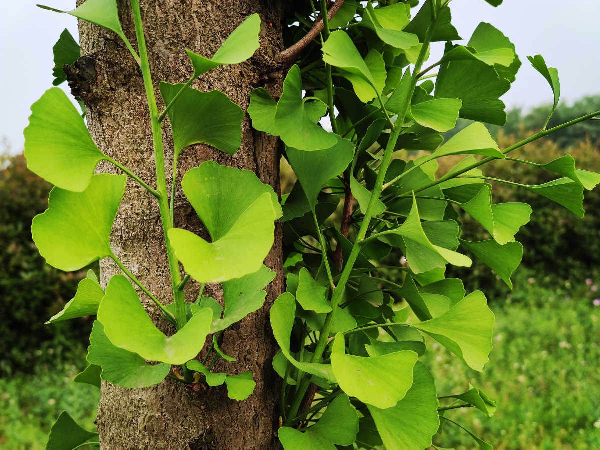 银杏是银杏科银杏属植物