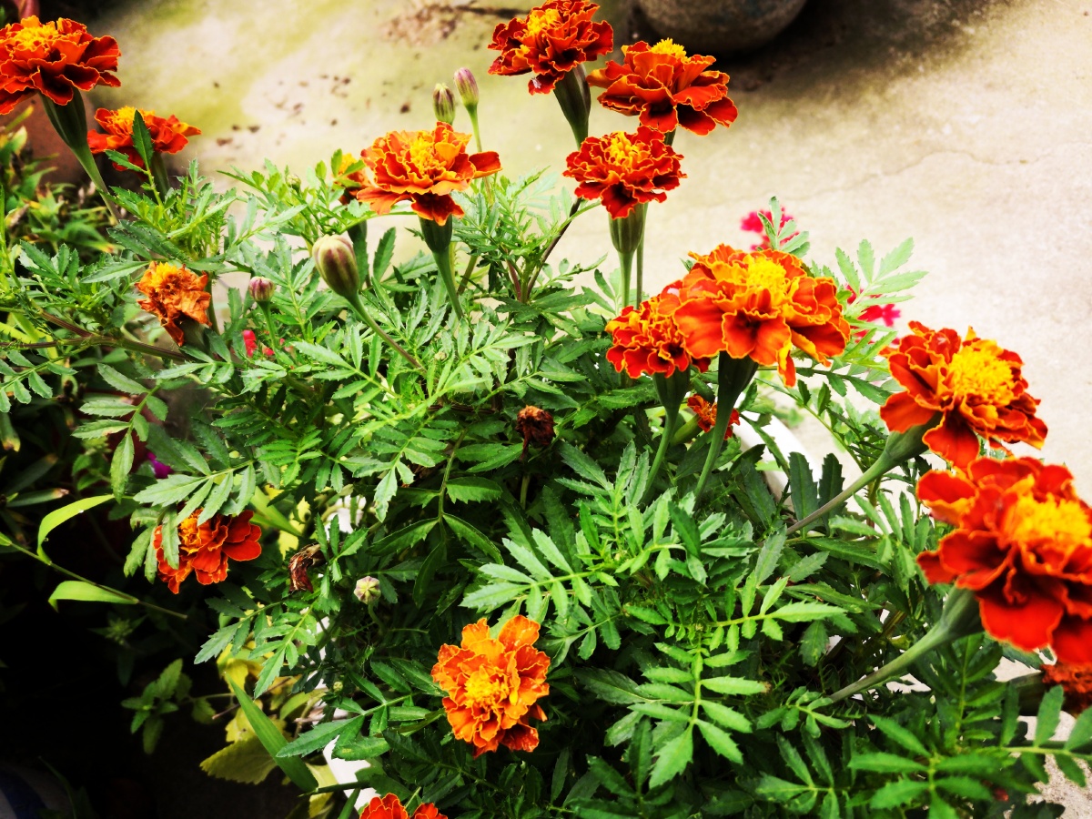 万寿菊-植物自然人文地理摄影组叶子#花束花瓣臭芙蓉蜂窝菊蝎子菊金