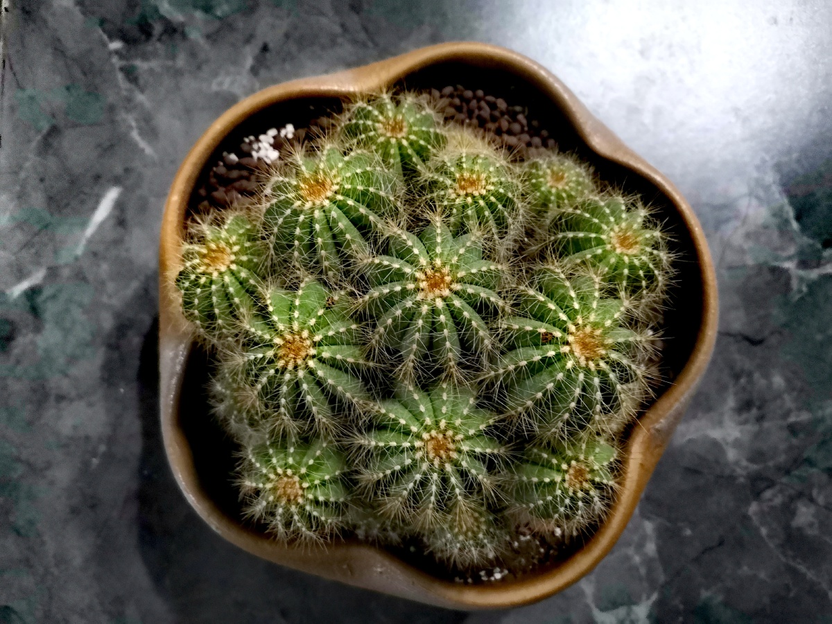 英冠玉,是仙人掌科南国玉属的一种植物.