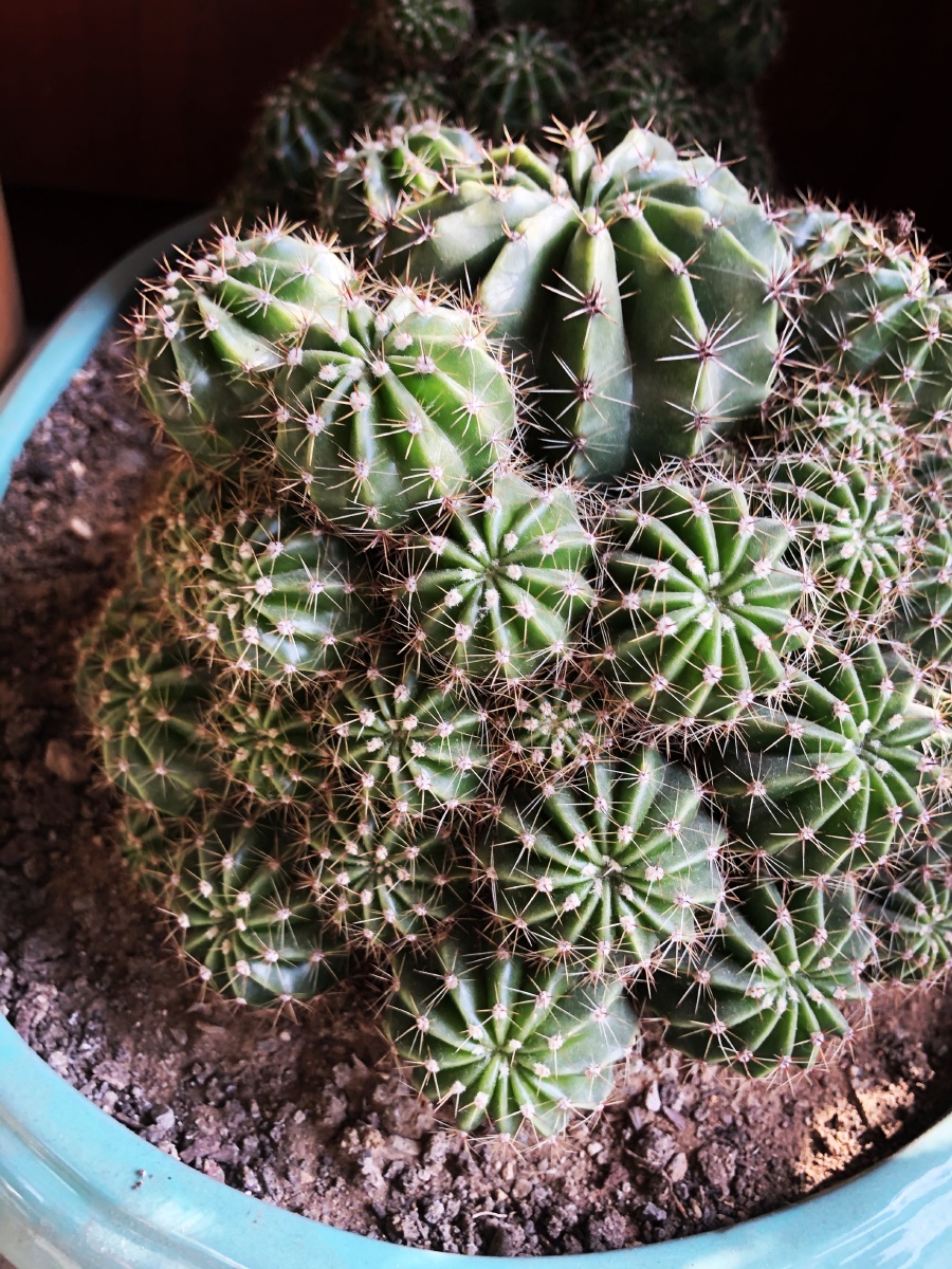 英冠玉,是仙人掌科南国玉属的一种植物.