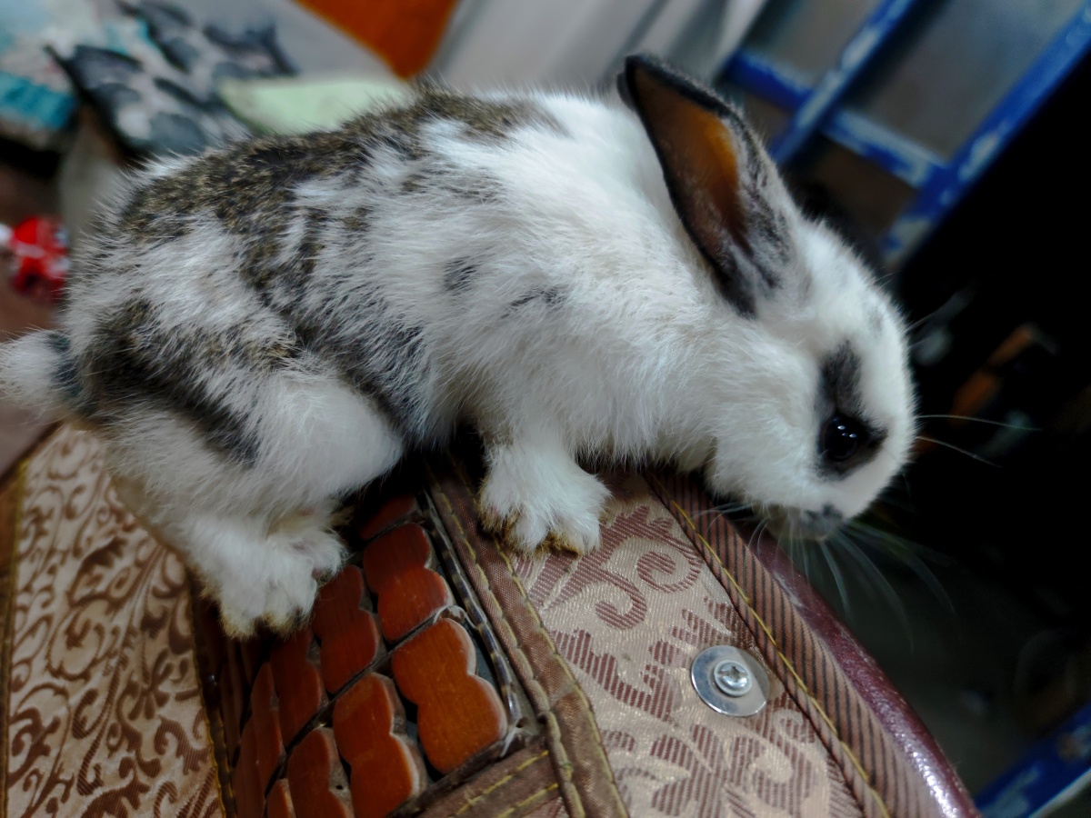 趴在靠椅上的海棠兔.
