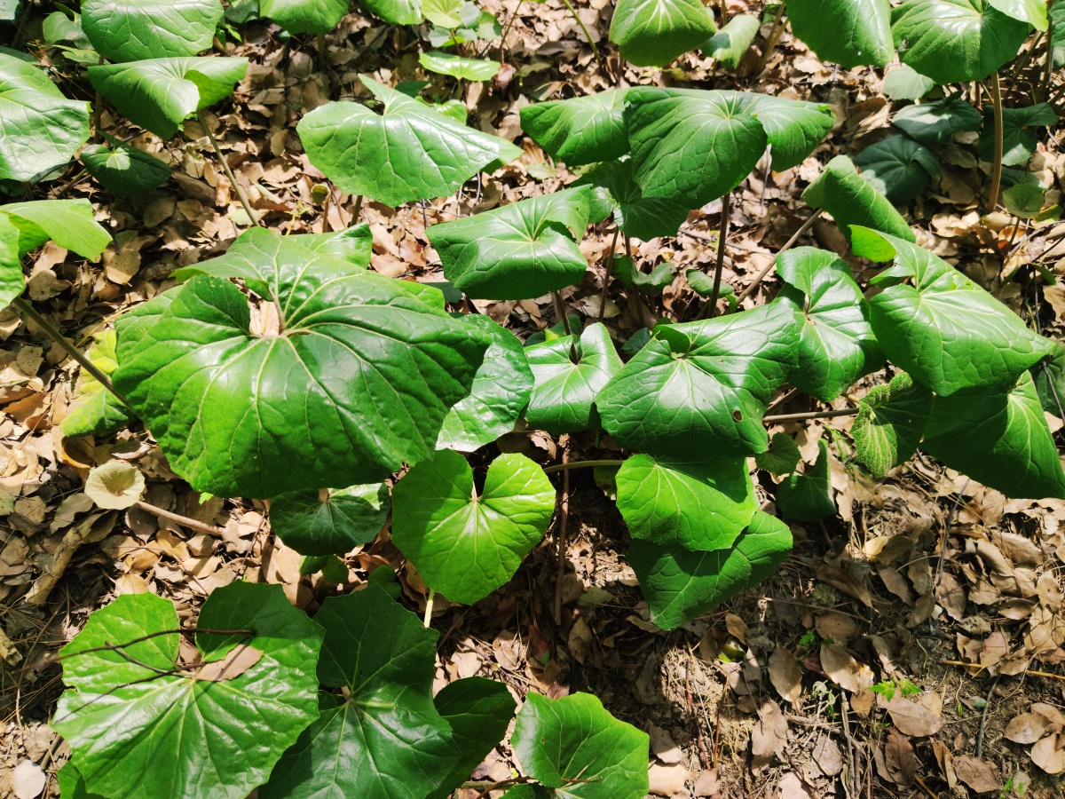 蜂斗菜为菊科植物蜂斗菜