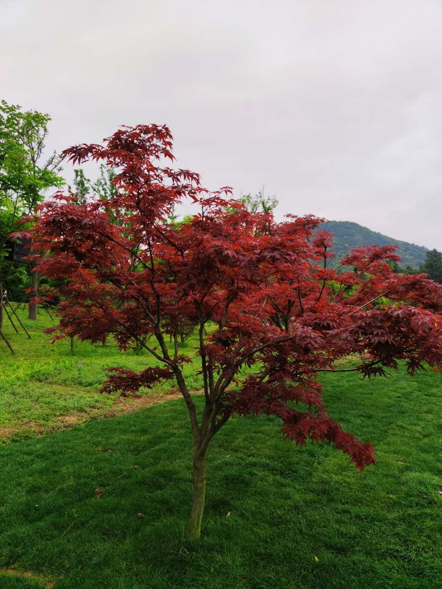 红枫.