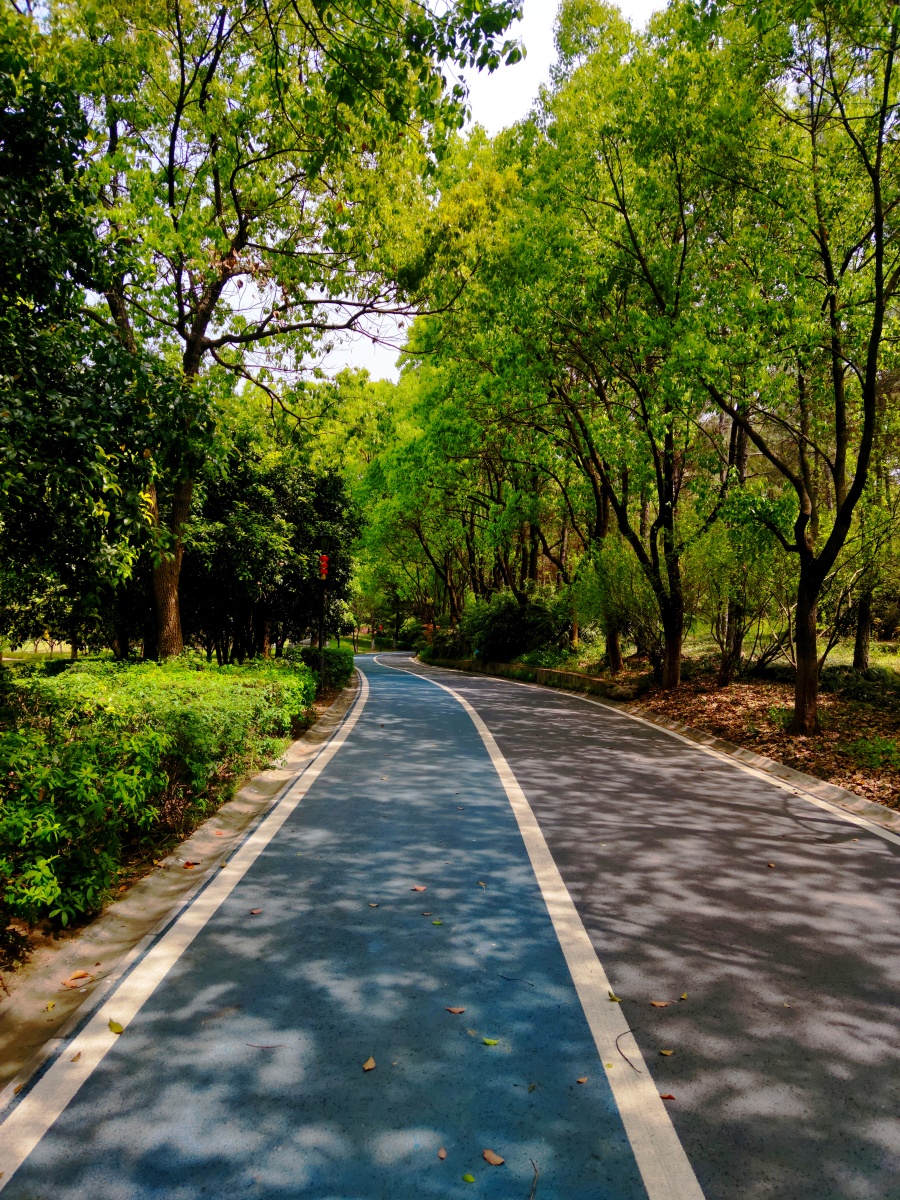 新洲生态园道路