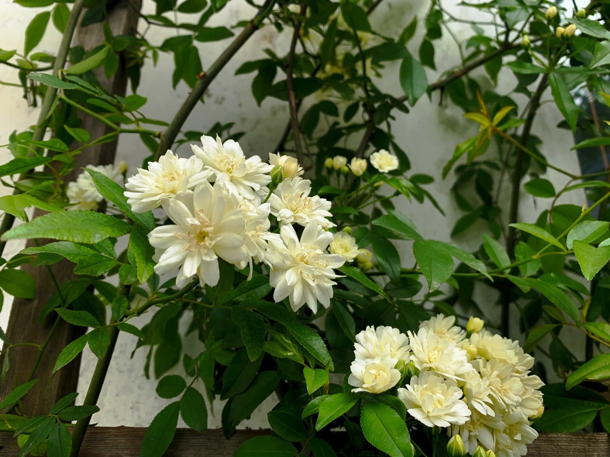 1/118木香花黄木香花蔷薇蔷薇花蔷薇目花瓣蜜香青木香广木香棣棠花