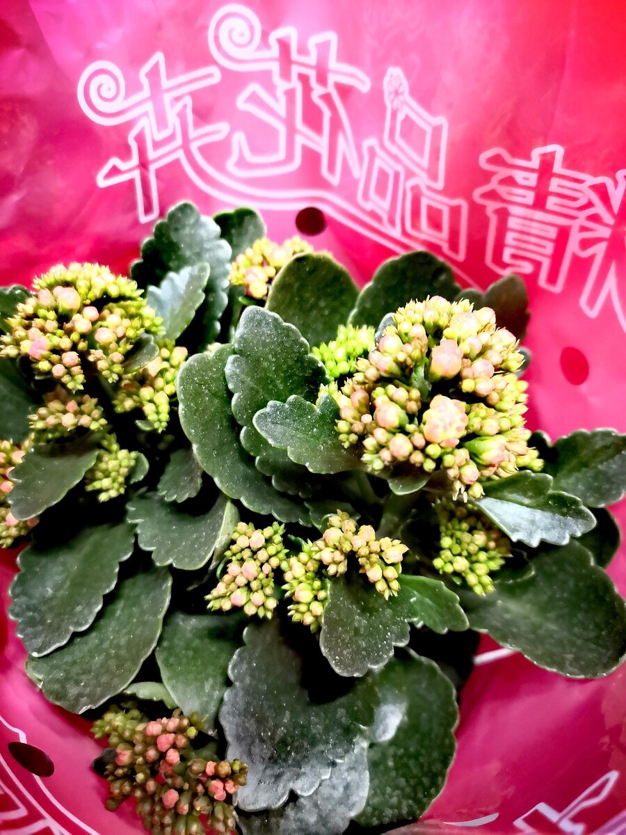 伽蓝菜蔷薇目景天科植物