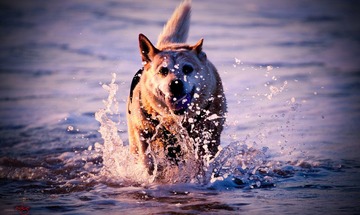 Run! Towards the hope!