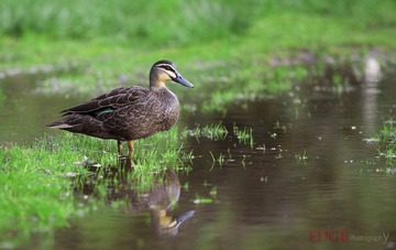 The Wild Duck