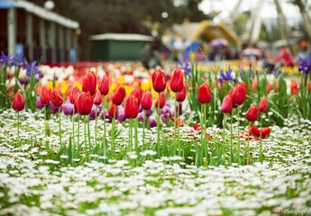 Tulips