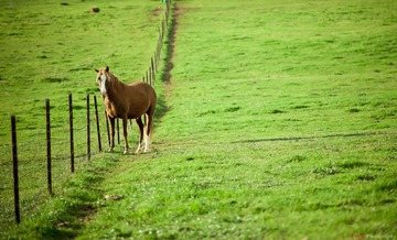 I am a horse [Explored]