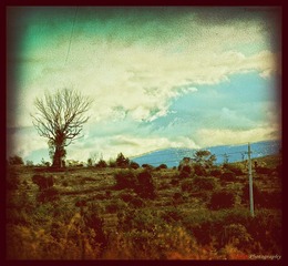 The tree and the utility pole