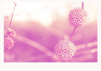 pink pink