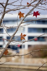 the withered tree