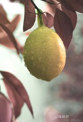lemon tree