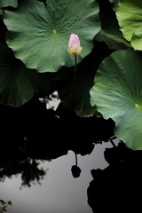 IMG_4427.JPG