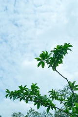 那些花儿，散落在天涯
