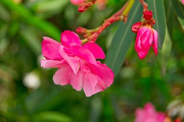 那些花儿，散落在天涯