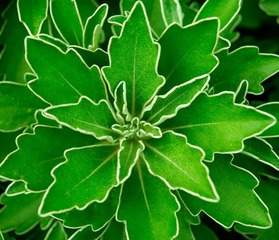 那些花儿，散落在天涯