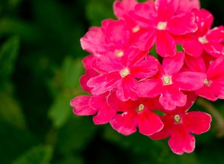 那些花儿，散落在天涯