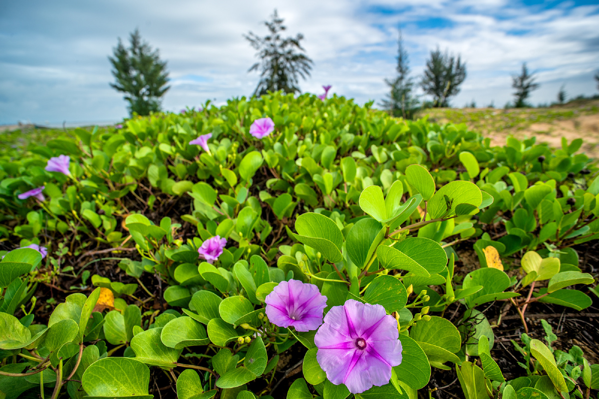老蛙15f4拍海边的马鞍藤花