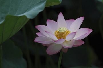 早睡早起拍夏荷