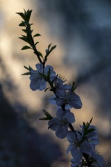 DMM_1141