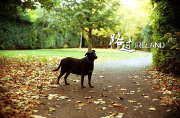 park_dog