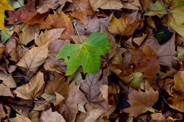 _MG_6125.jpg