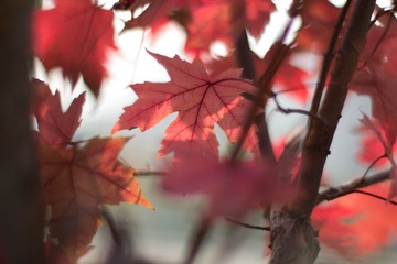 _MG_6170.jpg