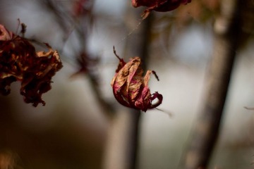 _MG_6205.jpg