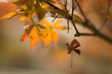 _MG_6208.jpg