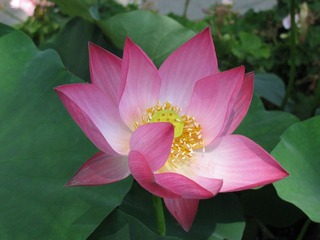 北海公园的荷花