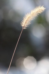 长焦 我爱小景深1 (2).JPG