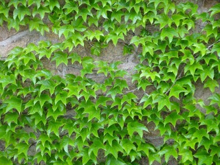 DSC02950.JPG
