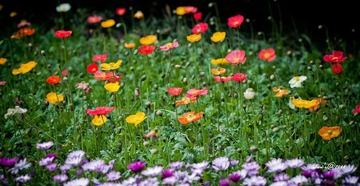 花
