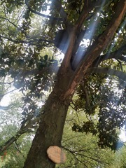 8547372