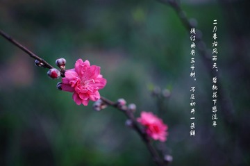 桃花20130202.jpg