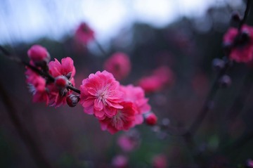 20130201-LAM_4440.jpg