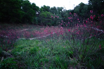 20130201-LAM_4546.jpg