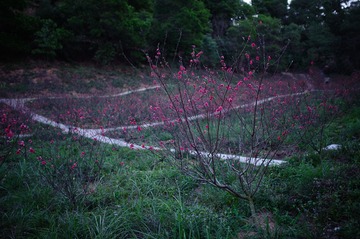 20130201-LAM_4551.jpg