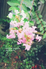 夏花2